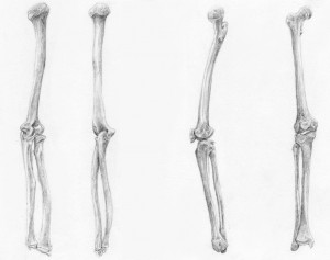 bones_of_arms_and_legs_by_arvalis