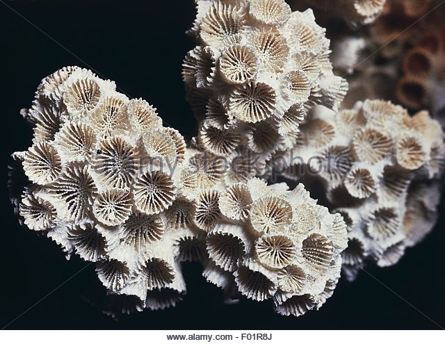 astrangia-lineata-fossil-hexacorallia-miocene-epoch-virginia-united-f01r8j
