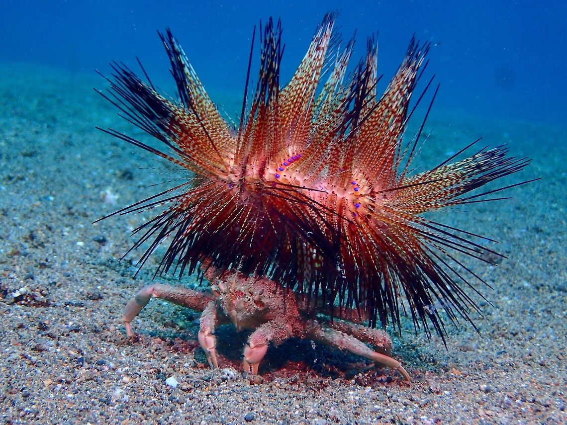 Kinetic Beast – Urchin Crab Research